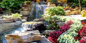 xeriscaping plants
