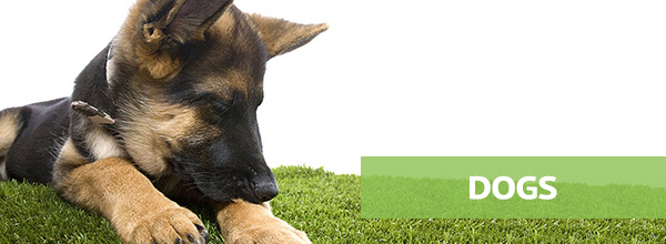 artificial grass for dogs