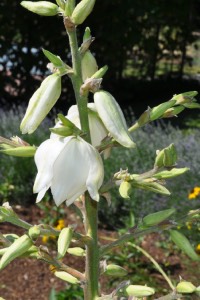 Adams Needle Yucca adams needle yucca