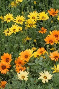 African Daisy african daisy