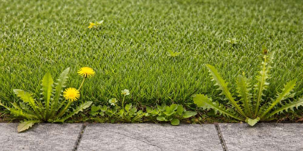 Artificial Grass Weed Control artificial grass weed control
