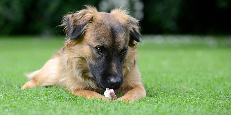 artificial grass products