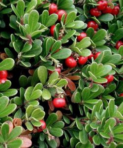 Bearberry bearberry