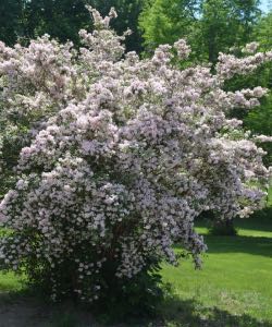 Beauty Bush beauty bush