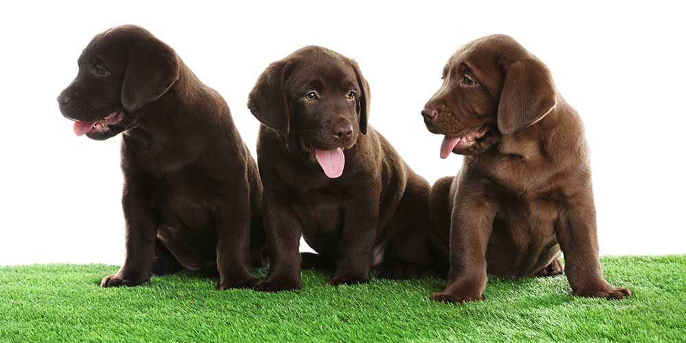 Benefits of Artificial Grass benefits of artificial grass