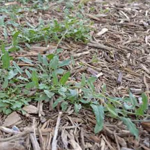 bindweed