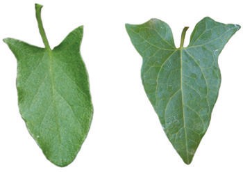 bindweed leaves