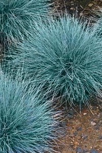 Blue Fescue blue fescue