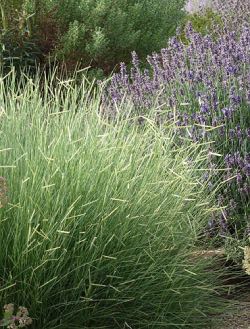 Blue Gramma blue gramma