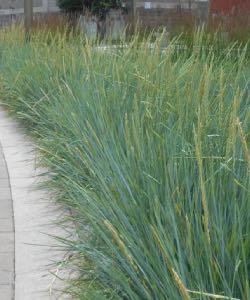 Blue Lyme Grass blue lyme grass