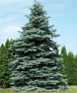 Blue Spruce blue spruce