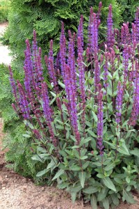 Caradonna Salvia caradonna salvia
