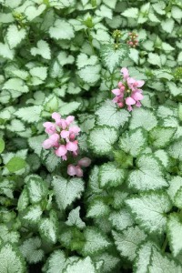 Chequers Creeping Lamium chequers creeping lamium