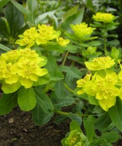 Cushion Spurge cushion spurge