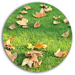 Brush Clean brush clean