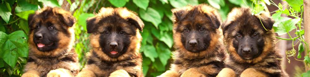 Synthetic Grass Dog Maintenance synthetic grass dog maintenance