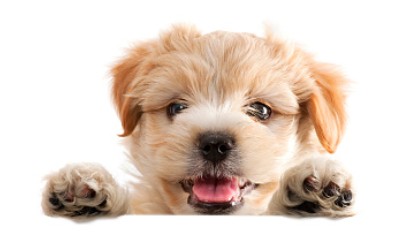 does artificial grass get too hot for dogs?