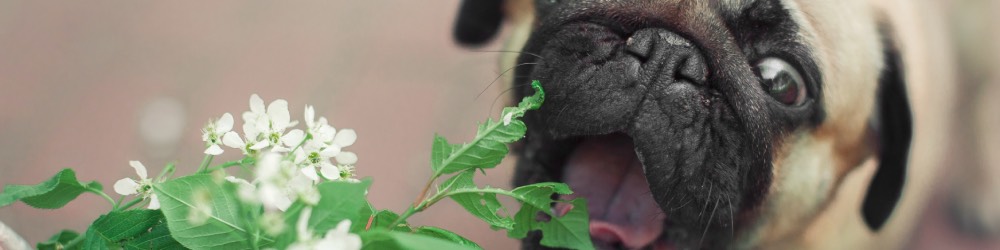 Dogscaping Plants dogscaping plants