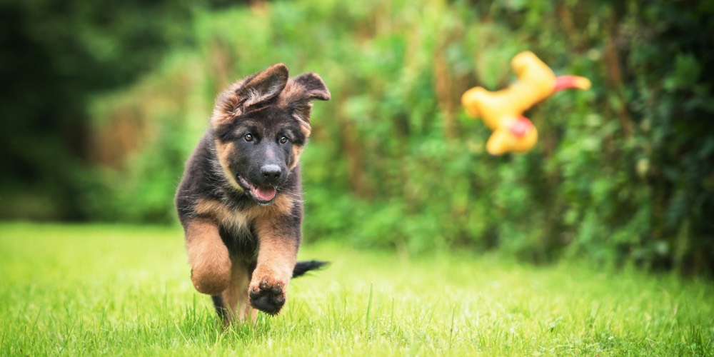 dogscaping socialize greenfieldpuppies