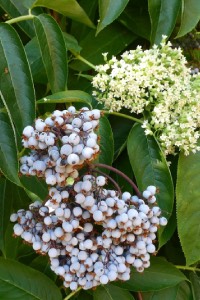 Blue Eldberberry blue elderberry