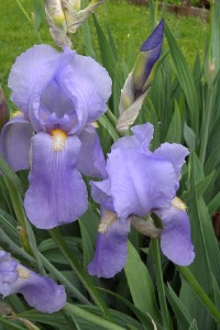 German Iris german iris