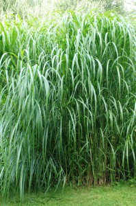 Chinese Silver Grass chinese silver grass