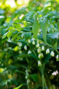 Solomon's Seal solomon's seal