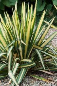 Golden Sword Yucca golden sword yucca