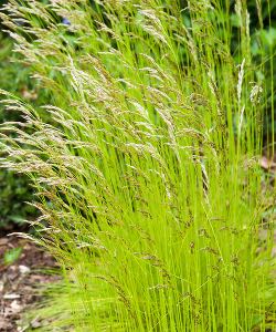 Golden Tufted Hair Grass golden tufted hair grass