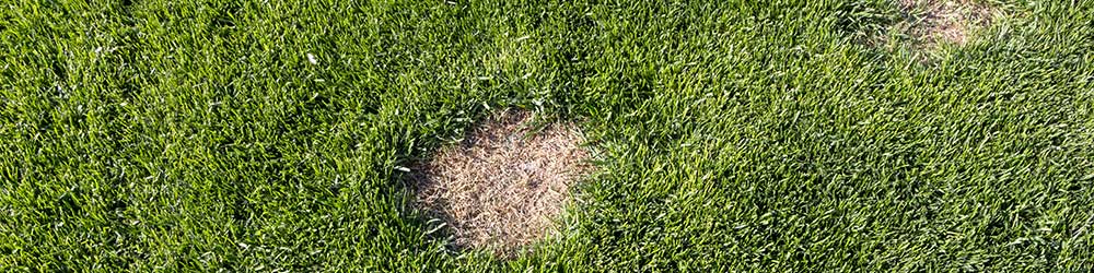 Dead Spots in Natural Grass dead spots in natural grass