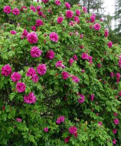Hansa Rugosa Rose hansa rugosa rose