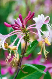 Honeysuckle honeysuckle