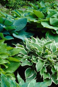 Hosta hosta