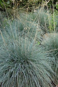 Idaho Fescue idaho fescue