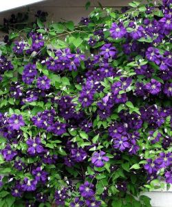 Jackmanii Clematis Vine jackmanii clematis vine