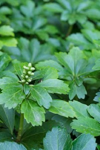 Japanese Spurge japanese spurge