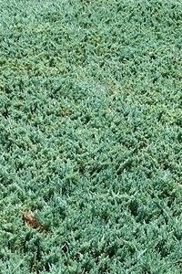 Carpet Juniper carpet juniper