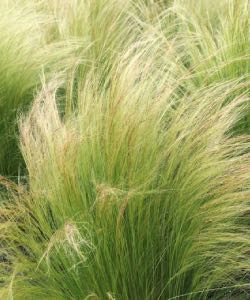 Mexican Feather Grass mexican feather grass