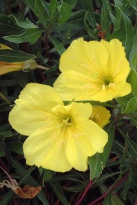 Missouri Evening Primrose missouri evening primrose