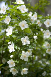 Mock Orange mock orange