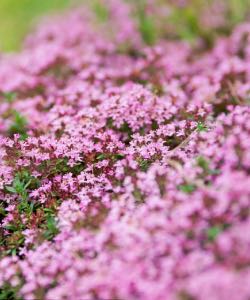 Mother of Thyme mother of thyme