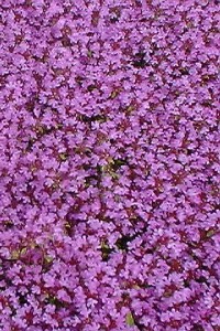 Weed Suppressing Ground Cover weed suppressing ground cover