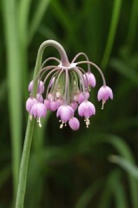 Nodding Onion nodding onion