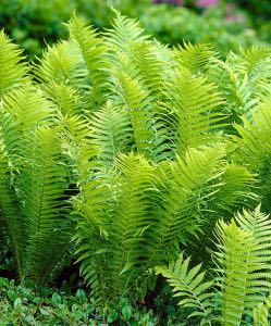 Ostrich Fern ostrich fern