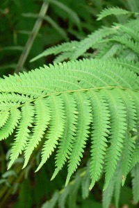 Ostrich Fern ostrich fern