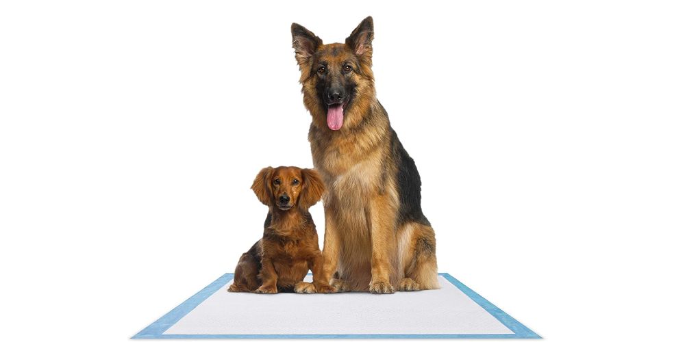 5 Best Dog Pee Pads Washable and Reusable Potty Training