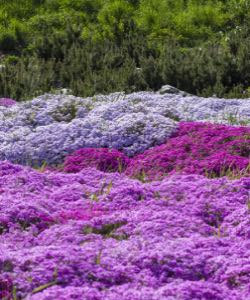 Moss Phlox moss phlox
