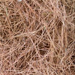 Pine Needle Mulch pine needle mulch