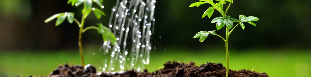 How Much Water Do Plants Need? how much water do plants need?