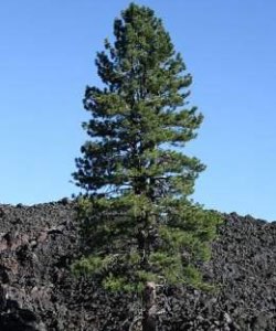 Ponderosa Pine ponderosa pine